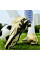 Бутси Не Бренд Tezaz Soft Ground